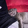 Bahia a rejoint le concours — aidez-le/la à gagner de superbes lots ! animal, black_clothing, close_up, companion, couch, cozy, dog, fur, gray_clothing, gray_dog, indoors, mouth_open, nap, person, pet, puppy, red_couch, relaxed, resting, sleeping
