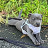Bahia participe au concours pour gagner de l'argent avec cette photo : puppy, dog, gray, harness, sheep_pattern, leash, asphalt, grass, plants, outdoor, pet, canine, cute, resting, young, animal, nature, summer, sidewalk, closeup