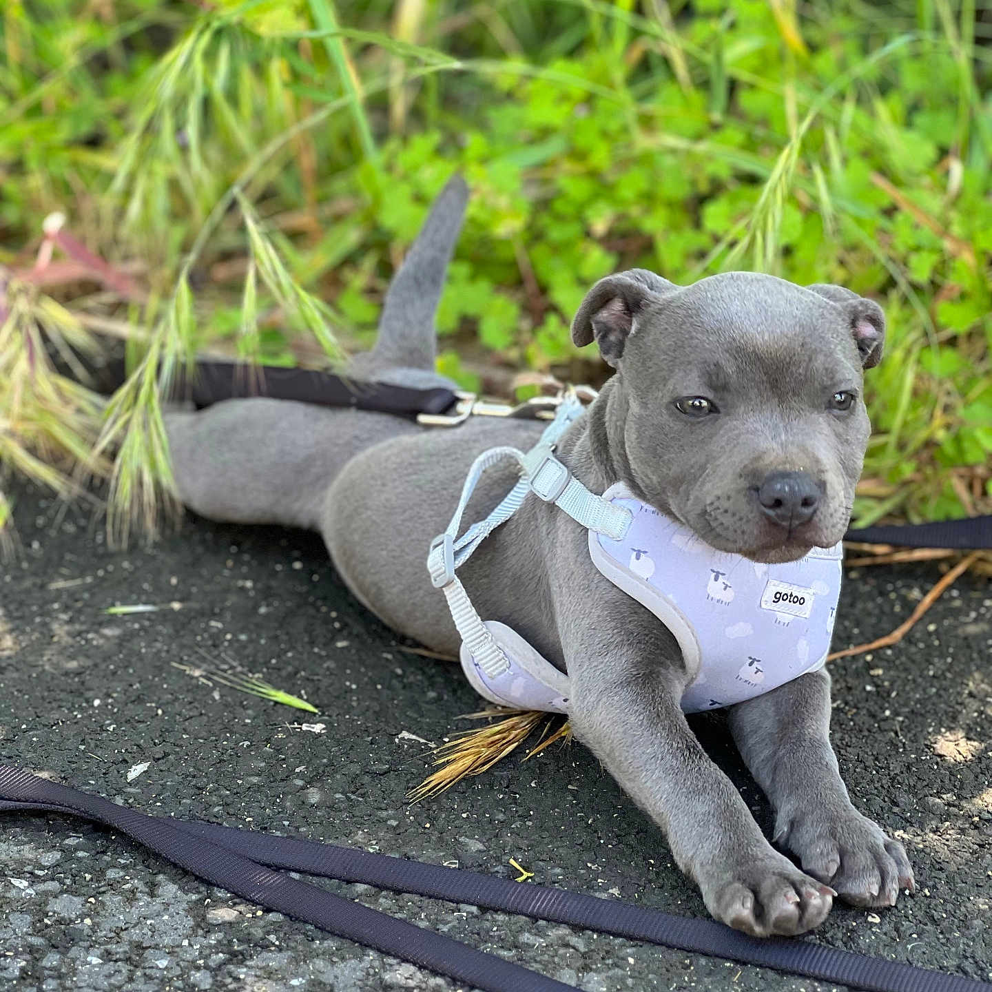 Bahia participe au concours pour gagner de l'argent avec cette photo : puppy, dog, gray, harness, sheep_pattern, leash, asphalt, grass, plants, outdoor, pet, canine, cute, resting, young, animal, nature, summer, sidewalk, closeup