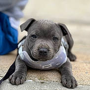 Bahia a rejoint le concours — aidez-le/la à gagner de superbes lots ! adorable, animal, canine, close_up, companion, concrete, cute, dog, focus, front_paws, gray, harness, looking_at_camera, lying_down, outdoor, pet, puppy, shallow_depth_of_field, small, young