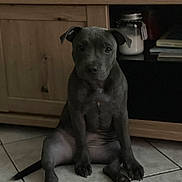 Bahia participe au concours pour gagner de l'argent avec cette photo : puppy, dog, black_dog, sitting, tile_floor, wooden_cabinet, indoor, pet, animal, cute, ears, floor, furniture, canine, young_dog, looking, small, domestic, companion, curious