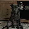 puppy, dog, black_dog, sitting, tile_floor, wooden_cabinet, indoor, pet, animal, cute, ears, floor, furniture, canine, young_dog, looking, small, domestic, companion, curious