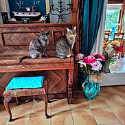 Pupuce Et Perline participe au concours pour gagner de l'argent avec cette photo : camera, cat, cats, chair, cozy, curtains, cushion, decor, feline, floor_tiles, flower_vase, flowers, indoor, model_ship, natural_light, pets, piano, vintage, window, wooden_furniture
