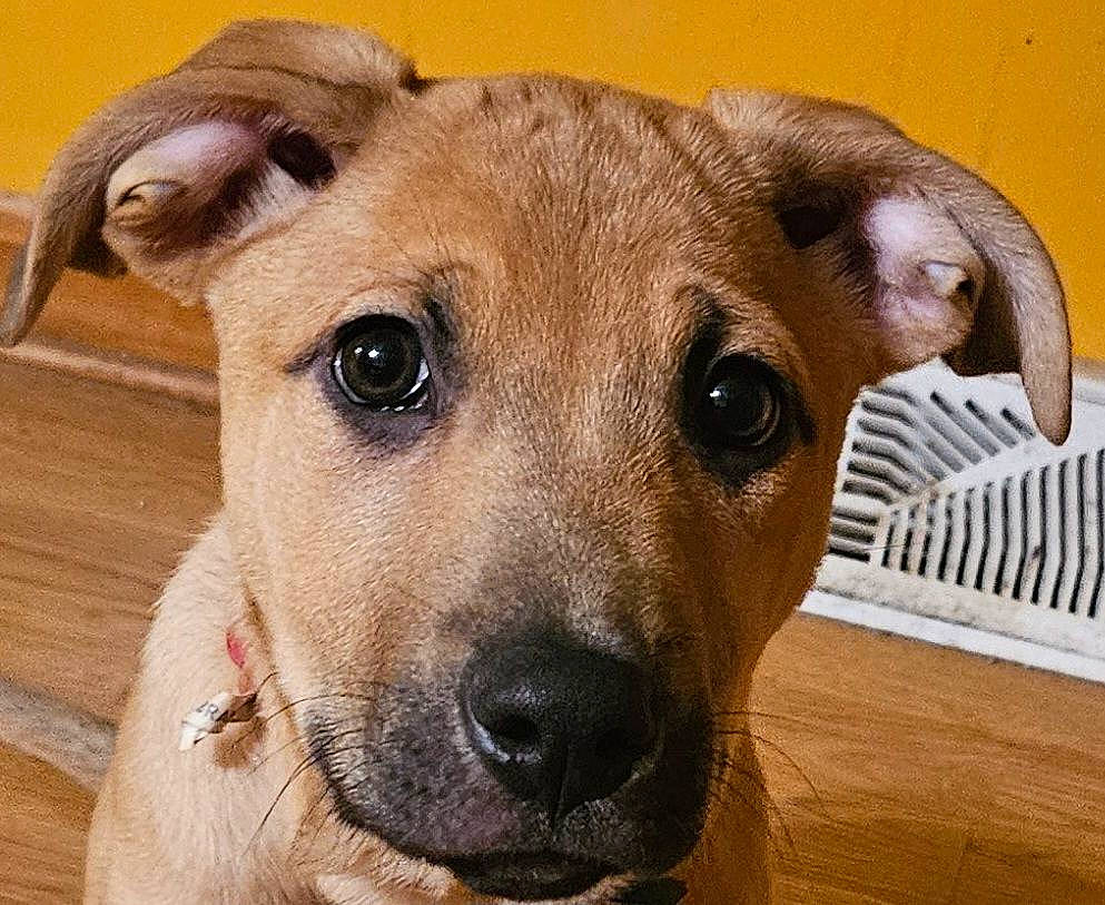 Cinnamon joined the competition — help win amazing prizes! canidae, carnivore, collar, companion_dog, dog, dog_breed, dog_collar, ear, fawn, fur, laptop, liver, pet_supply, snout, sporting_group, terrestrial_animal, whiskers, wood, working_animal