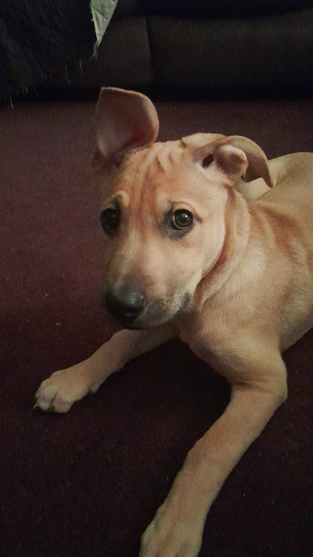 Cinnamon is registered to the contest to win money with this photo: canidae, carnivore, collar, companion_dog, dog, dog_breed, dog_clothes, dog_collar, dog_supply, fawn, flooring, guard_dog, pet_supply, sporting_group, tail, terrestrial_animal, toy_dog, whiskers, wood, working_animal