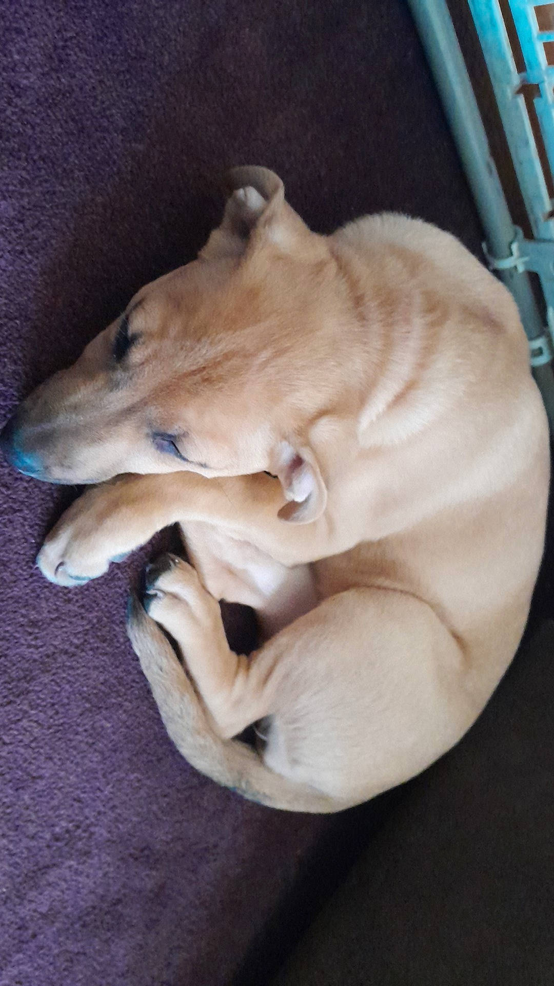 Cinnamon joined the competition — help win amazing prizes! carnivore, comfort, companion_dog, dog, dog_breed, dog_supply, ear, fawn, felidae, nap, paw, pet_supply, small_to_medium_sized_cats, snout, sporting_group, tail, terrestrial_animal, whiskers, working_animal, wrinkle