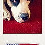 american_flag, animal, black, brown, canine, close_up, dog, flag, fur, indoor, lying_down, nose, nostalgia, paw, pet, polaroid_frame, portrait, red_carpet, vintage, white