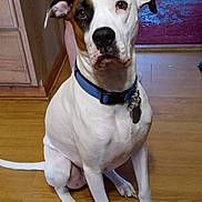 Spot is registered to the contest to win money with this photo: animal, brown_patch, canine, collar, dog, domestic, ears, floor, household, indoor, legs, medium_size, obedient, person, pet, purple_carpet, sitting, tag, white_dog, wooden_floor