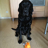 Falco a rejoint le concours — aidez-le/la à gagner de superbes lots ! black, borador, carnivoran, dog, dog_breed, dog_breed_group, dog_like_mammal, english_cocker_spaniel, flat_coated_retriever, labrador_retriever, mammal, retriever, snout, spaniel, sporting_group