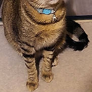 Milka a rejoint le concours — aidez-le/la à gagner de superbes lots ! alert, animal, carpet, cat, collar, cute, domestic_cat, feline, fur, indoor, looking_up, mammal, pet, sitting, striped, tabby, tail, whiskers, yellow_eyes, young_cat