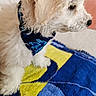 dog, white_dog, fluffy, bandana, blue_bandana, towel, blue_towel, yellow_towel, pet, animal, side_view, fur, cute, domestic_animal, indoor, portrait, small_dog, curious, resting, close_up