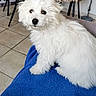Bily a rejoint le concours — aidez-le/la à gagner de superbes lots ! puppy, dog, white_fur, fluffy, pet, indoor, towel, blue_towel, curious, cute, small_dog, floor_tiles, chair, furniture, domestic, animal, companion, portrait, looking_up, adorable