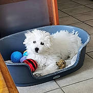 Bily a rejoint le concours — aidez-le/la à gagner de superbes lots ! puppy, dog, pet_bed, toy, indoor, floor_tile, white, fluffy, curious, animal, small_dog, resting, cozy, home, furniture, blue, playful, cute, young, canine