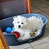 puppy, dog, pet_bed, toy, indoor, floor_tile, white, fluffy, curious, animal, small_dog, resting, cozy, home, furniture, blue, playful, cute, young, canine