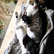 Nenya Et Gala a rejoint le concours — aidez-le/la à gagner de superbes lots ! cat, black_and_white_cat, tabby_cat, pets, indoor, blanket, window, nature, greenery, relaxing, snuggling, feline, cute, animal, cozy, paw, looking, curious, fur, resting