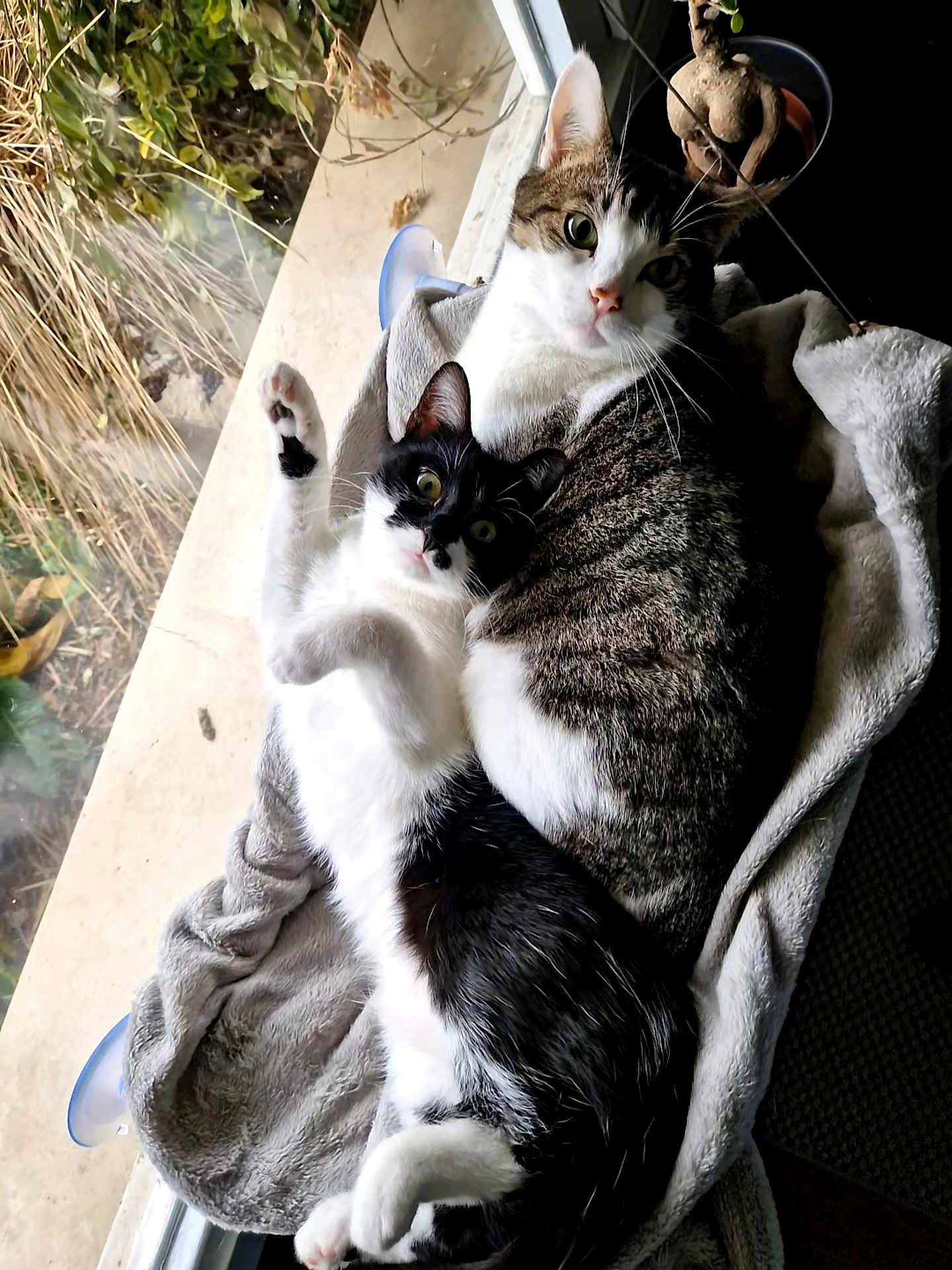 Nenya Et Gala a rejoint le concours — aidez-le/la à gagner de superbes lots ! cat, black_and_white_cat, tabby_cat, pets, indoor, blanket, window, nature, greenery, relaxing, snuggling, feline, cute, animal, cozy, paw, looking, curious, fur, resting