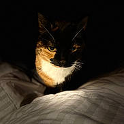 Elfe a rejoint le concours — aidez-le/la à gagner de superbes lots ! animal, bedspread, calico, cat, closeup, dark, domestic, dramatic_lighting, eyes, face, feline, fur, indoor, mysterious, night, pet, portrait, shadow, soft_texture, whiskers