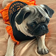 Kloe is registered to the contest to win money with this photo: adorable, animal, bed, black, clothing, costume, cute, dog, fur, indoor, looking_down, orange, paw, pet, portrait, pug, resting, small_dog, soft_texture, wrinkles