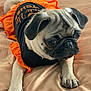 adorable, animal, bed, black, clothing, costume, cute, dog, fur, indoor, looking_down, orange, paw, pet, portrait, pug, resting, small_dog, soft_texture, wrinkles