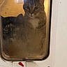 cat, cats, pet_door, window, curious, indoor, animal, face, feline, closeup, glass, reflection, two_animals, looking, domestic, whiskers, ears, eyes, door, house