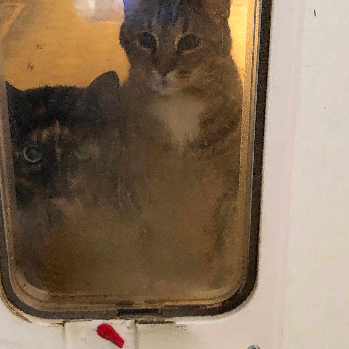 Chester joined the competition — help win amazing prizes! cat, cats, pet_door, window, curious, indoor, animal, face, feline, closeup, glass, reflection, two_animals, looking, domestic, whiskers, ears, eyes, door, house