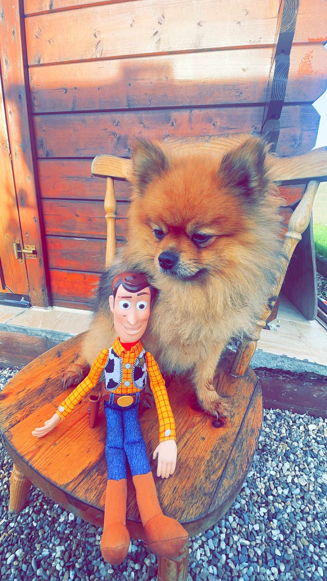 Simba a rejoint le concours — aidez-le/la à gagner de superbes lots ! animal, canine, child, clothing, costume, dog, doll, face, female, figurine, furniture, girl, head, person, pet, photography, portrait, puppy, toy, wood