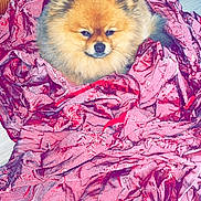 Simba participe au concours pour gagner de l'argent avec cette photo : animal, baby, bag, blanket, canine, cat, chow, clothing, coat, cockerspaniel, dog, eskimodog, fox, jacket, papillon, person, pet, puppy, quilt, sleeping