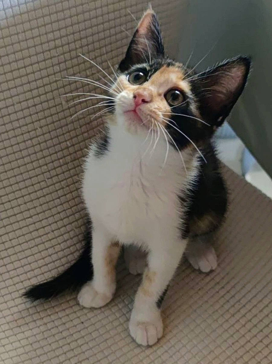 Luciole a rejoint le concours — aidez-le/la à gagner de superbes lots ! carnivore, cat, claw, domestic_short_haired_cat, felidae, flooring, foot, fur, paw, small_to_medium_sized_cats, snout, tail, terrestrial_animal, whiskers