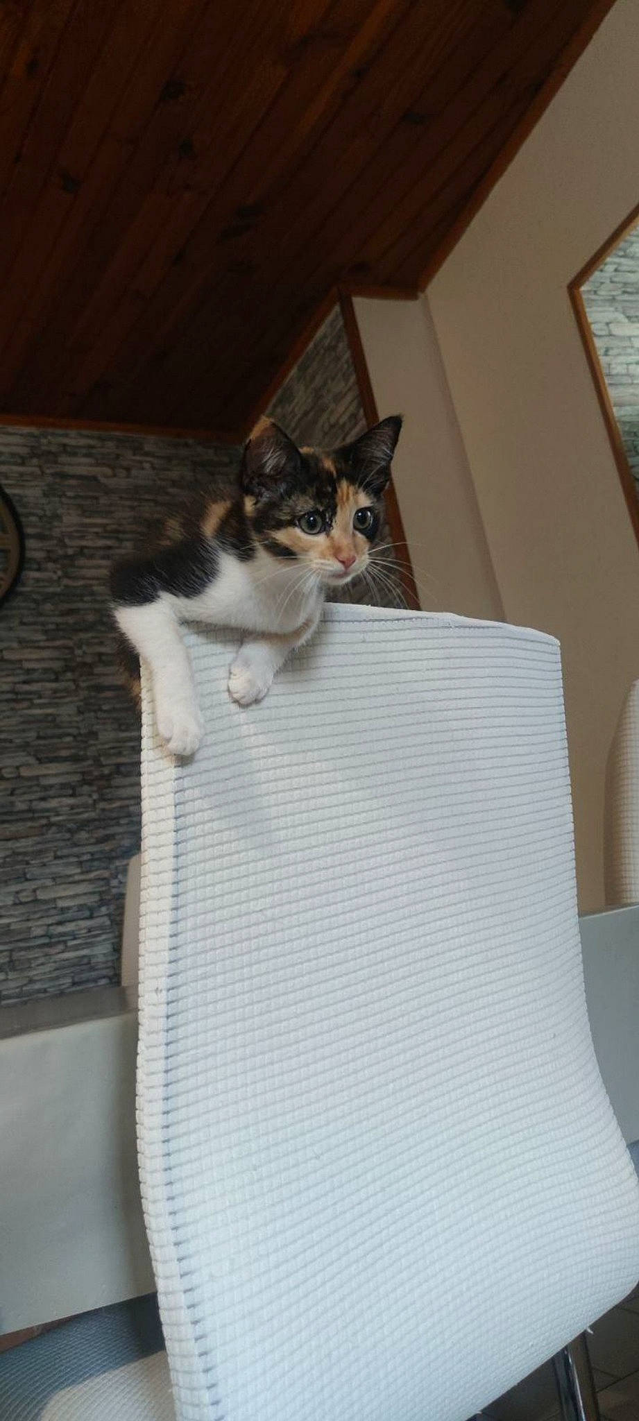 Luciole a rejoint le concours — aidez-le/la à gagner de superbes lots ! bedding, carnivore, cat, cat_supply, comfort, domestic_short_haired_cat, felidae, flooring, fur, grey, hardwood, home_accessories, linens, pet_supply, rectangle, room, small_to_medium_sized_cats, tail, whiskers, wood