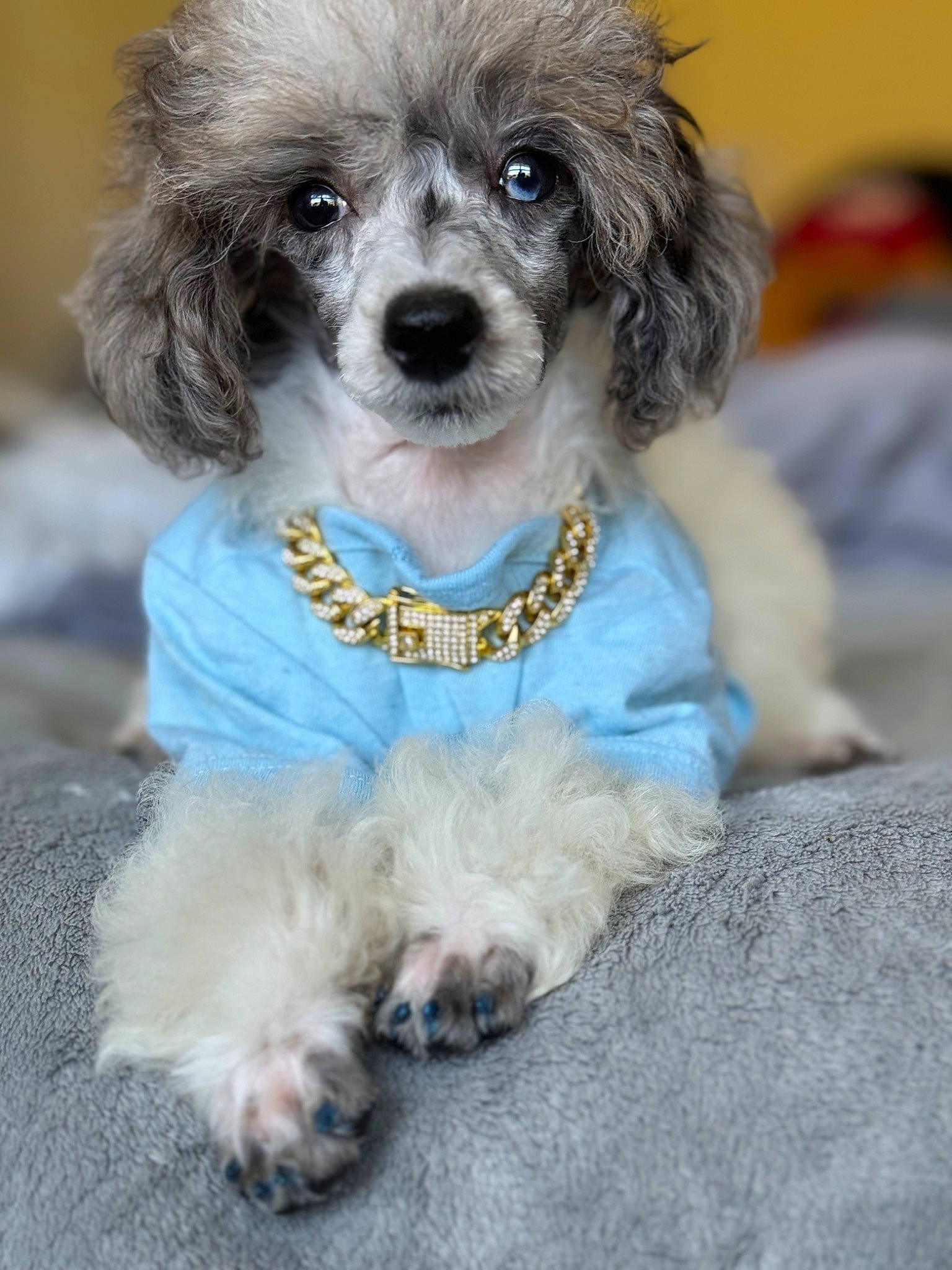 Dovelyn Rose Love is registered to the contest to win money with this photo: canidae, carnivore, collar, companion_dog, dog, dog_breed, dog_clothes, dog_collar, dog_supply, event, fashion_accessory, fawn, fur, maltepoo, pet_supply, plant, snout, sporting_group, terrier, toy_dog