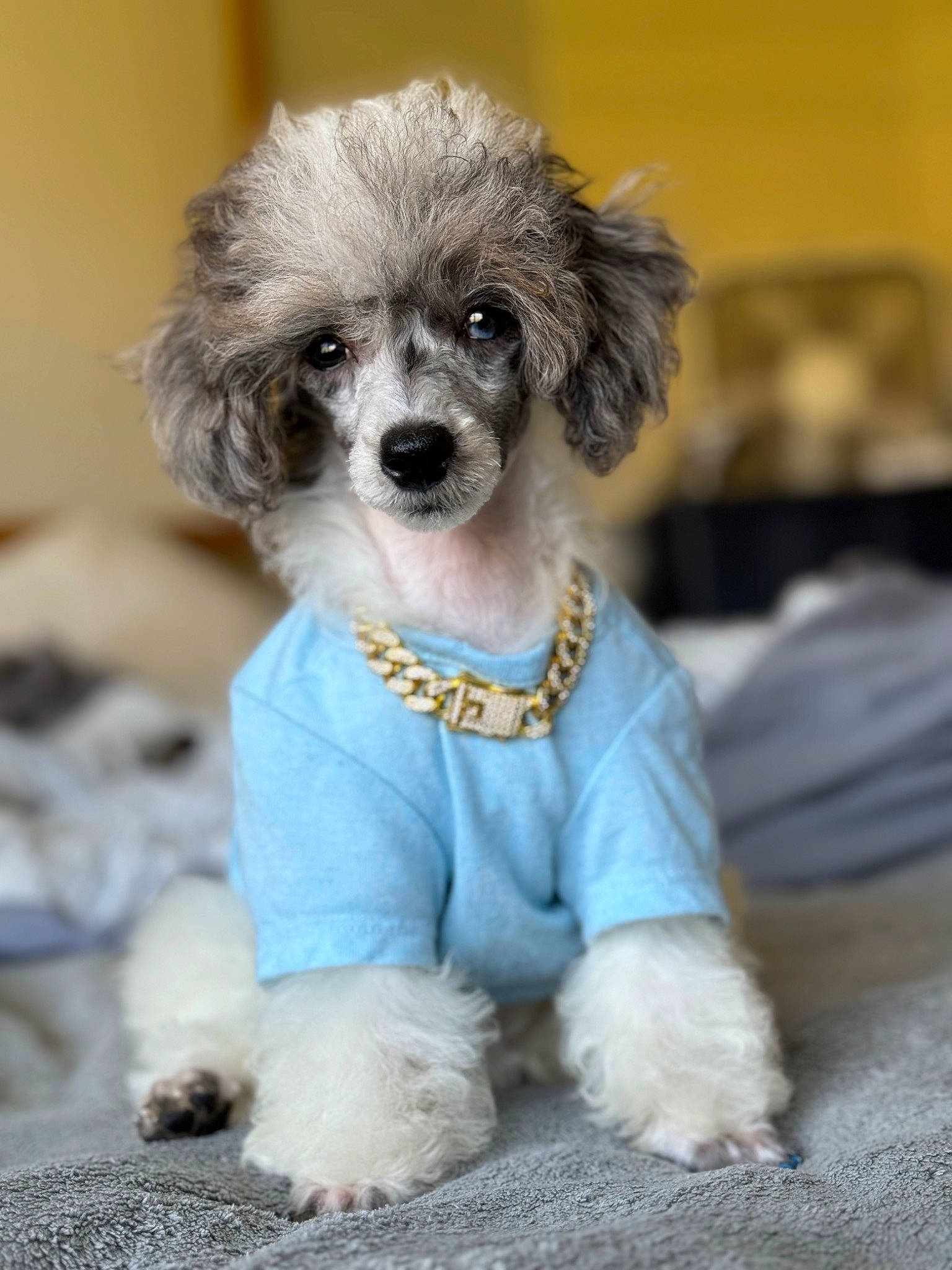 Dovelyn Rose Love joined the competition — help win amazing prizes! canidae, carnivore, companion_dog, dog, dog_breed, dog_clothes, dog_supply, event, fawn, fur, head, maltepoo, pet_supply, puppy, puppy_love, snout, sporting_group, terrier, toy_dog, working_animal