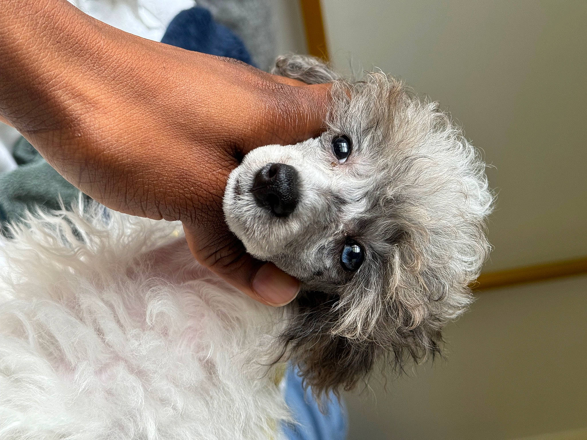 Dovelyn Rose Love joined the competition — help win amazing prizes! canidae, carnivore, collar, companion_dog, dog, dog_breed, dog_clothes, dog_collar, dog_supply, fawn, fur, paw, puppy, puppy_love, small_terrier, snout, sporting_group, terrier, toy_dog, whiskers