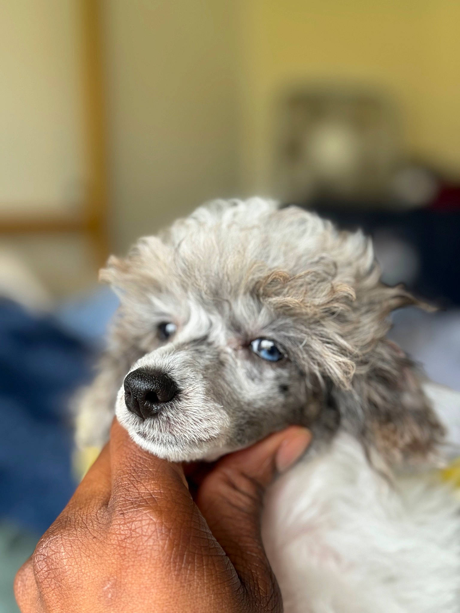 Dovelyn Rose Love joined the competition — help win amazing prizes! canidae, carnivore, comfort, companion_dog, couch, dog, dog_breed, ear, fawn, fur, liver, non_sporting_group, paw, small_terrier, snout, sporting_group, toy_dog, whiskers, working_animal