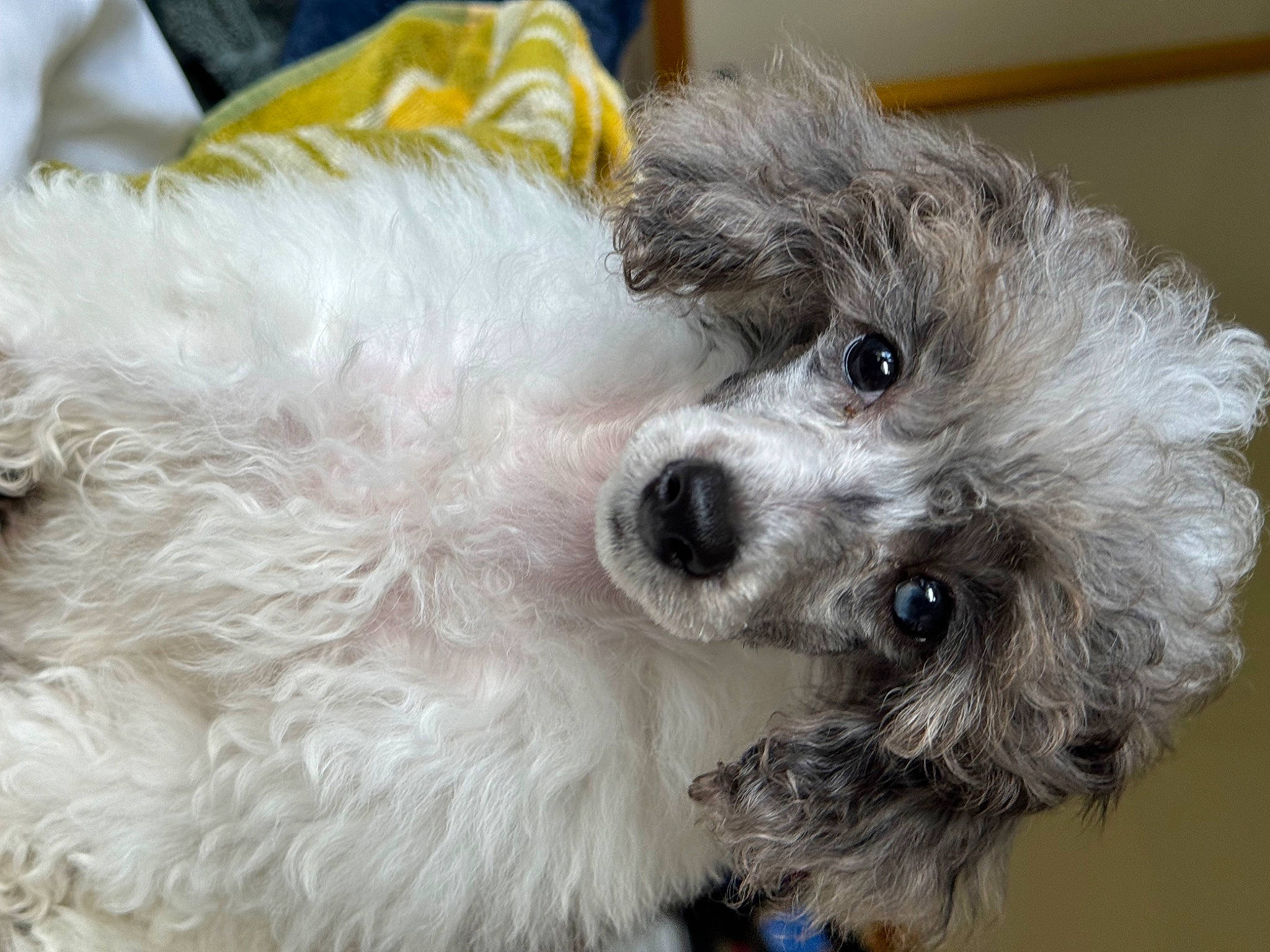 Dovelyn Rose Love joined the competition — help win amazing prizes! bichon, canidae, carnivore, cockapoo, companion_dog, dog, dog_breed, dog_clothes, dog_supply, fur, poodle_crossbreed, puppy_love, shih_poo, small_terrier, sporting_group, stuffed_toy, terrier, toy_dog, whiskers, working_animal