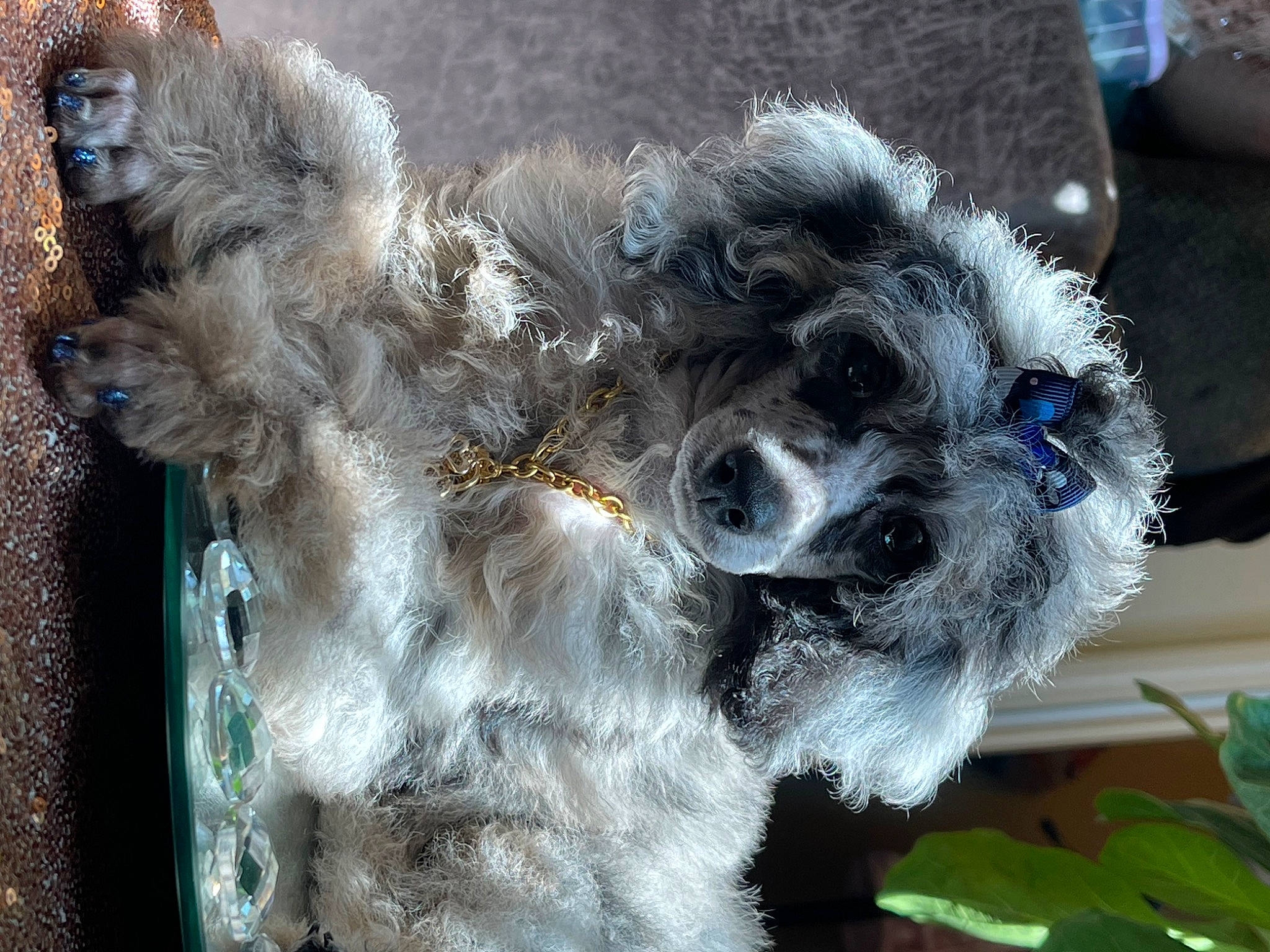 Luxelyn Rosely Love is registered to the contest to win money with this photo: canidae, carnivore, companion_dog, creative_arts, dog_breed, electric_blue, fashion_accessory, feather, fur, natural_material, plant, snout, sporting_group, terrestrial_animal, toy_dog, whiskers, wool, working_animal