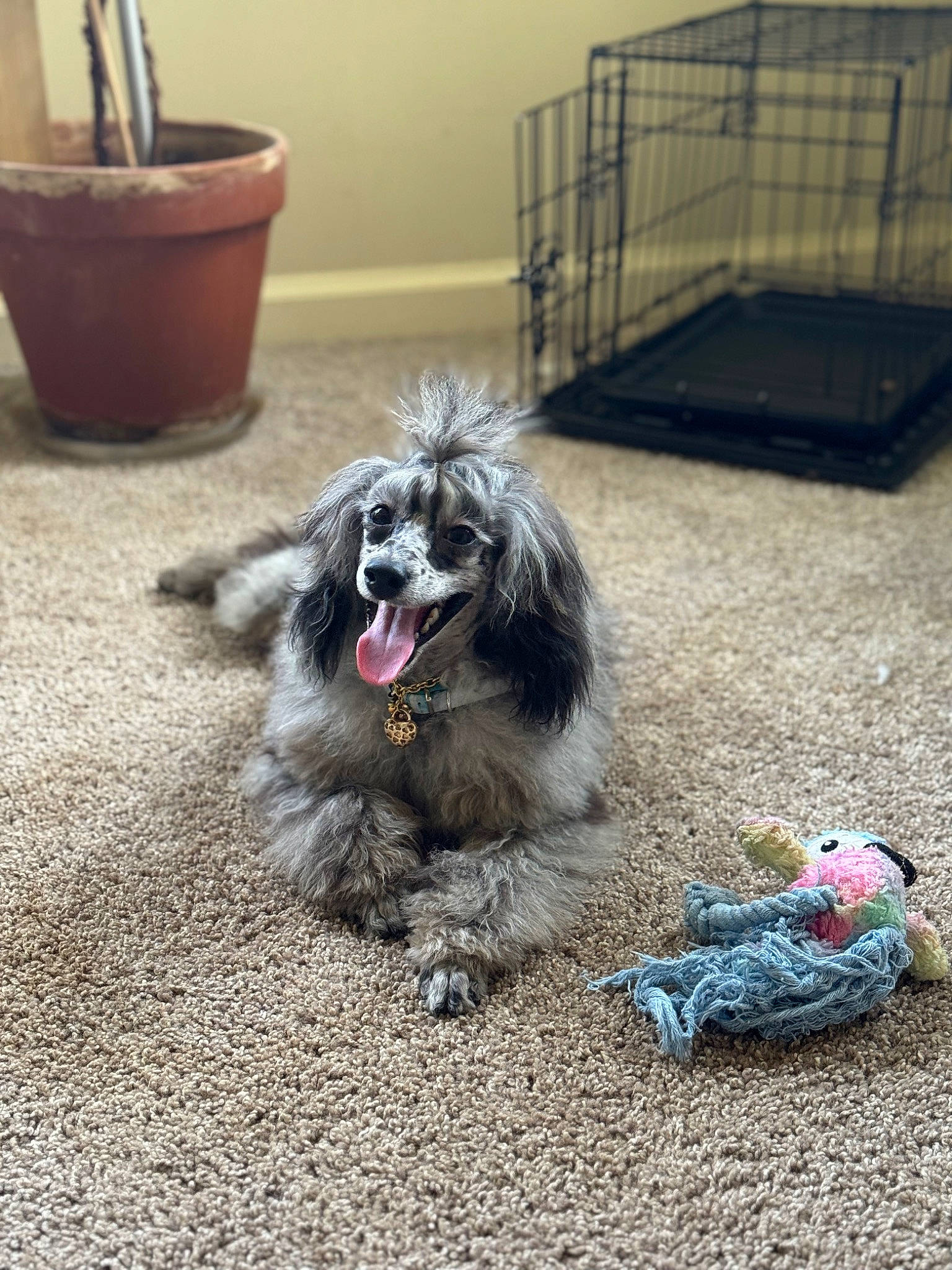 Luxelyn Rosely Love is registered to the contest to win money with this photo: automotive_tire, canidae, carnivore, companion_dog, dog, dog_breed, dog_supply, flooring, flowerpot, fur, houseplant, non_sporting_group, road_surface, sitting, small_terrier, snout, soil, sporting_group, toy_dog, working_animal