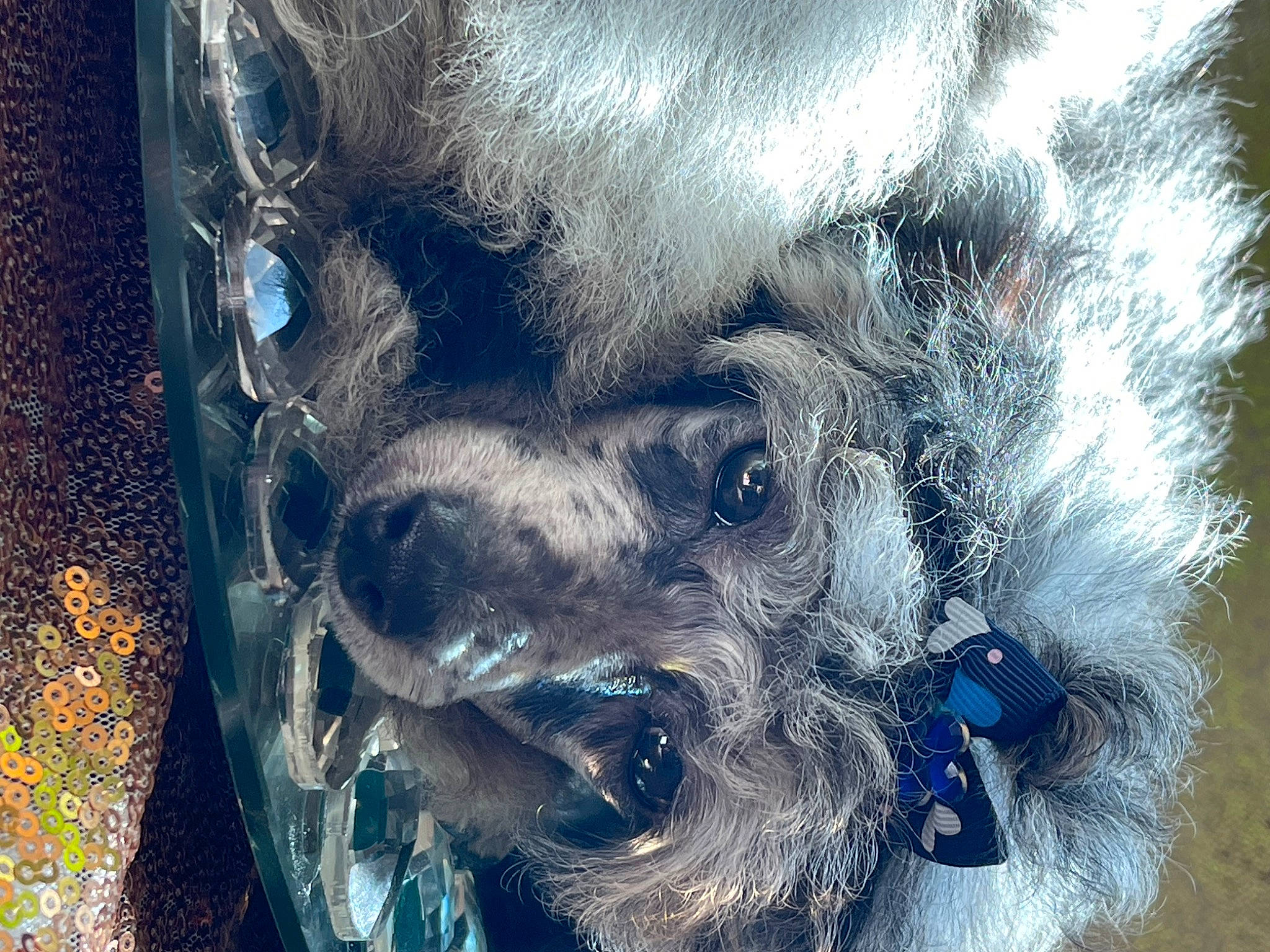 Luxelyn Rosely Love is registered to the contest to win money with this photo: art, art_paint, beard, cg_artwork, circle, electric_blue, eyelash, fur, graphics, illustration, paint, painting, pattern, self_portrait, snout, visual_arts, whiskers, window, working_animal