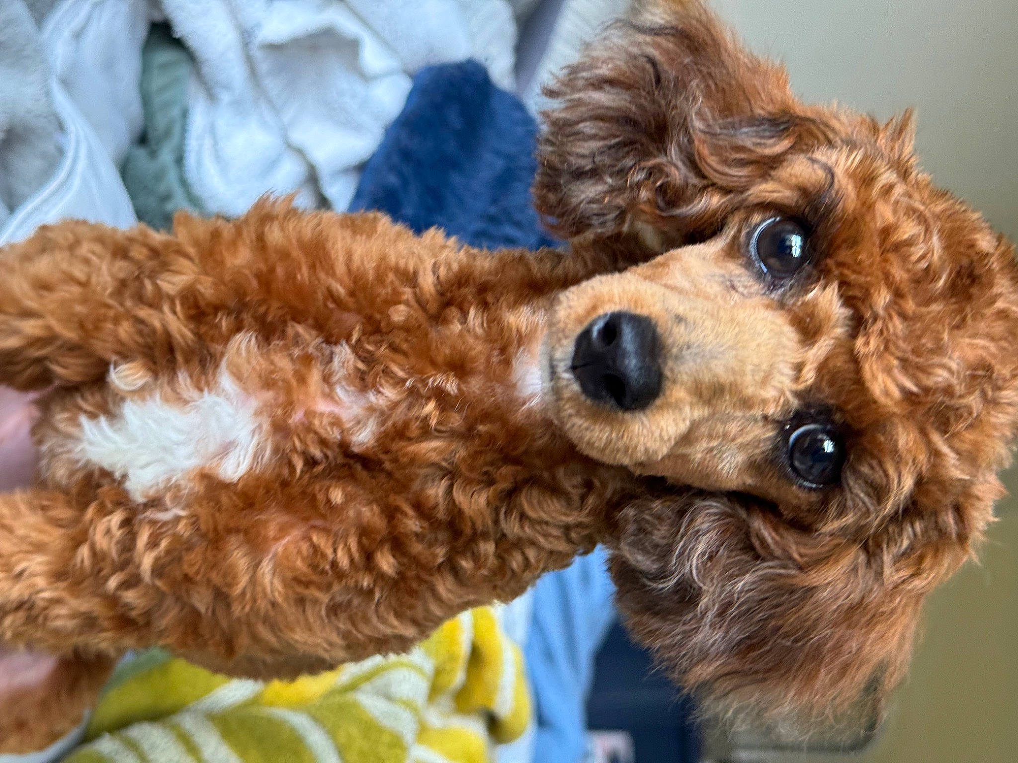 Nurys Soleil Love is registered to the contest to win money with this photo: carnivore, companion_dog, dog, dog_breed, dog_collar, dog_supply, fawn, fur, labradoodle, liver, pet_supply, poodle, poodle_crossbreed, snout, sporting_group, stuffed_toy, terrier, toy_dog, water_dog, working_animal