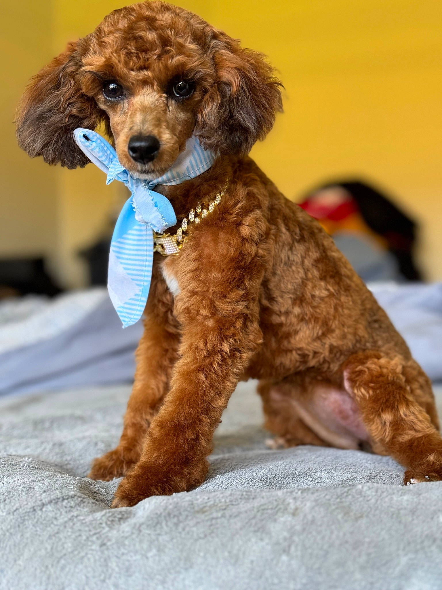 Nurys Soleil Love is registered to the contest to win money with this photo: canidae, carnivore, companion_dog, dog, dog_breed, dog_collar, dog_supply, fawn, fur, liver, pet_supply, poodle, poodle_crossbreed, snout, sporting_group, standard_poodle, terrier, toy_dog, water_dog, working_animal