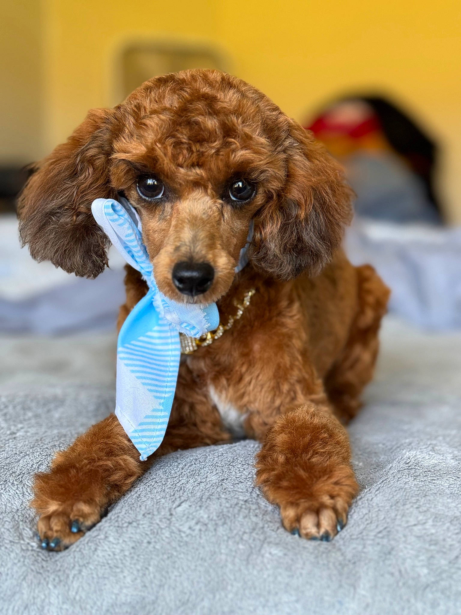 Nurys Soleil Love is registered to the contest to win money with this photo: canidae, carnivore, companion_dog, dog, dog_breed, dog_collar, dog_supply, dog_toy, fawn, fur, leash, liver, pet_supply, spaniel, sporting_group, terrestrial_animal, terrier, water_dog, whiskers, working_animal