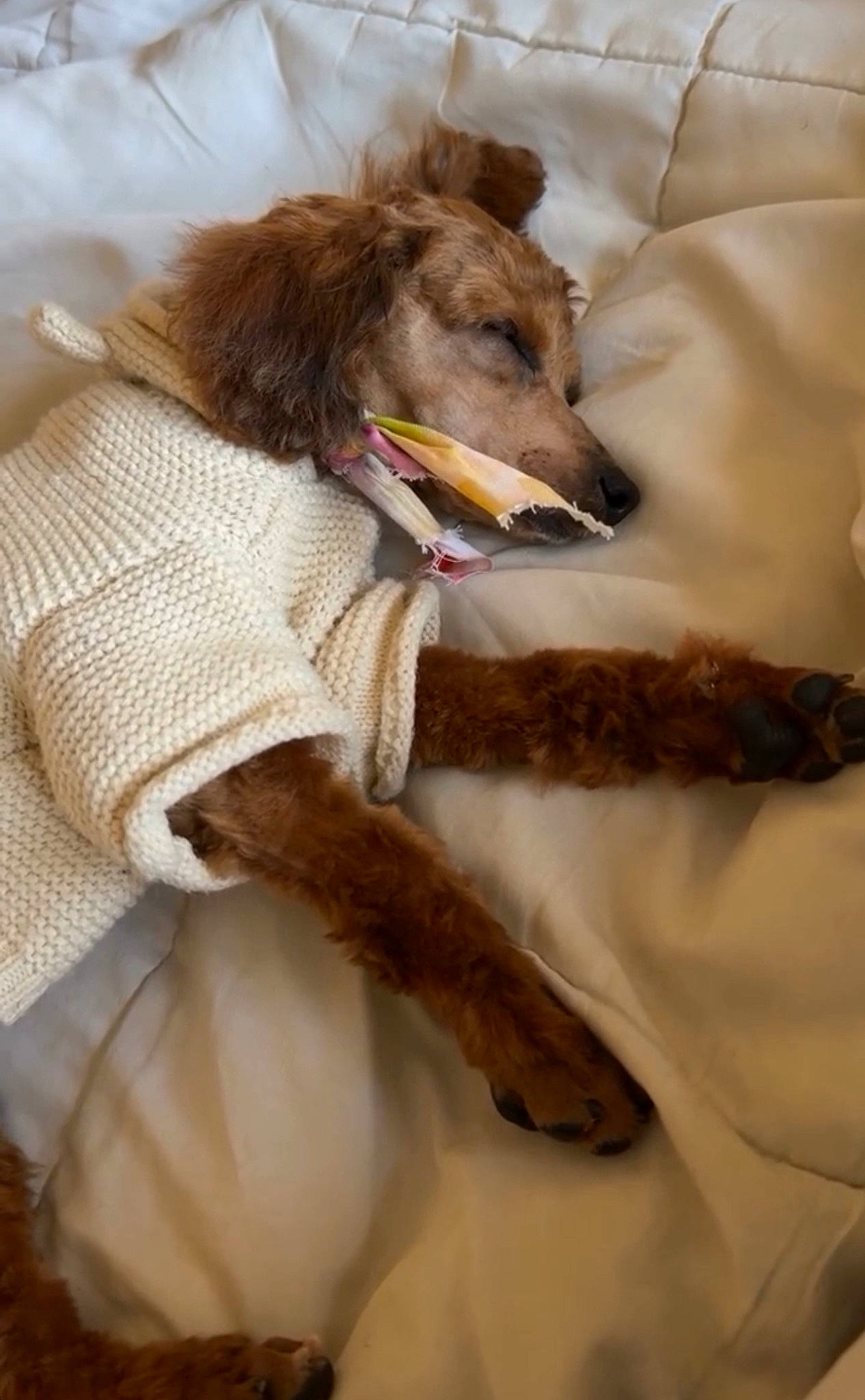 Nurys Soleil Love joined the competition — help win amazing prizes! canidae, carnivore, collar, comfort, companion_dog, dog, dog_breed, fawn, feather, felidae, fur, leash, linens, liver, service, small_to_medium_sized_cats, sporting_group, textile, whiskers, working_animal