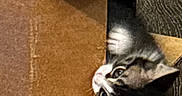 Kumo is registered to the contest to win money with this photo: cat, feline, gray_cat, white_cat, cardboard_box, box, pet, animal, indoors, cozy, curious, peeking, paws, whiskers, eyes, couch, fabric, home, playful, portrait