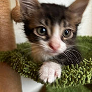Kumo joined the competition — help win amazing prizes! cat, kitten, tuxedo_cat, animal, pet, feline, green_blanket, paw, whiskers, ears, eyes, nose, fur, close_up, portrait, indoor, cozy, curious, playful, blurry