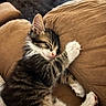 Kumo joined the competition — help win amazing prizes! cat, kitten, fluffy, sleeping, relaxed, cozy, couch, cushion, brown, white, black, tabby, fur, paws, whiskers, indoors, pet,  lounging, warm_lighting, portrait