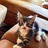 Kumo is registered to the contest to win money with this photo: kitten, cat, tabby, white_fur, brown_fur, black_fur, blue_eyes, whiskers, ears, paws, fluffy, sitting, couch, sofa, living_room, indoor, sunlight, window, portrait, cute