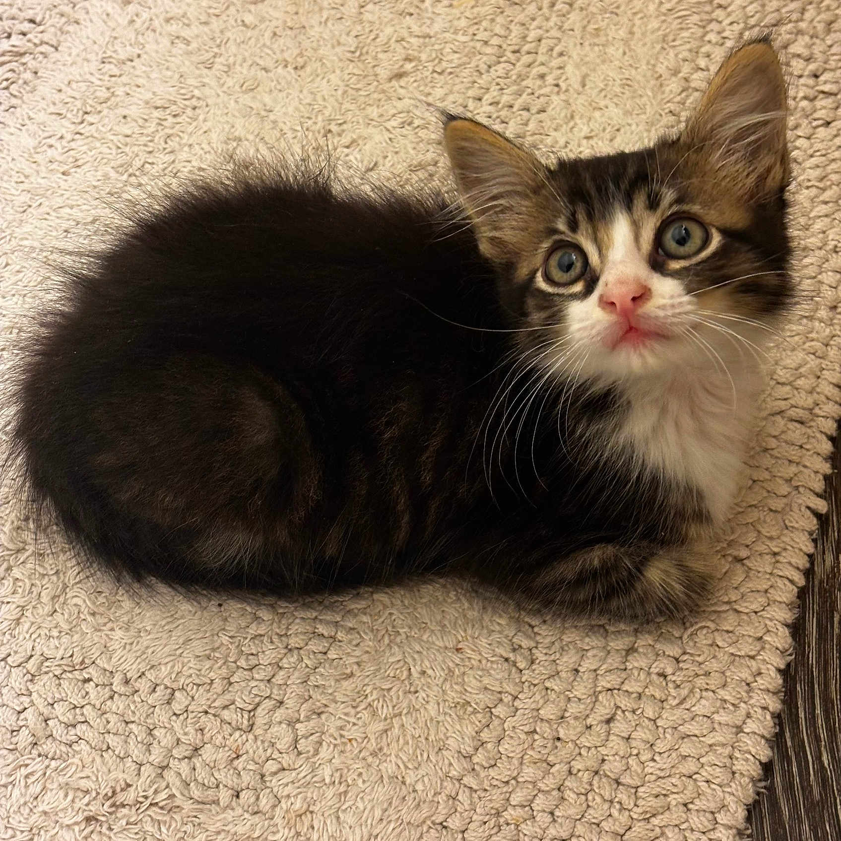 Kumo joined the competition — help win amazing prizes! cat, kitten, animal, pet, fur, fluffy, black_and_white, tabby, white_chest, blue_eyes, whiskers, pink_nose, pointed_ears, lying_down, indoors, rug, textured_background, portrait, closeup, cute
