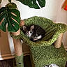 kitten, cat, feline, pet, animal, fluffy, black_and_white, green, cat_tree, scratching_post, indoor, houseplant, monstera, leaves, cozy, cushion, lounging, portrait, whiskers, home_decor
