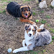 Apach participe au concours pour gagner de l'argent avec cette photo : dog, two_dogs, australian_shepherd, mixed_breed, merle_coat, black_and_tan, grass, yard, tennis_ball, outdoor, pet, playing, lying_down, happy, panting, fur, rocks, dirt, daylight, portrait