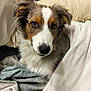 dog, australian_shepherd, pet, blanket, pillow, couch, fur, portrait, brown_white, eyes, nose, ears, snout, close_up, indoors, cozy, bedding, relaxed, looking_up, fluffy