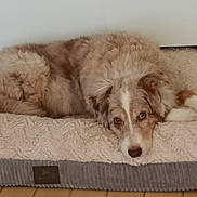 Fleur participe au concours pour gagner de l'argent avec cette photo : animal, architecture, building, canine, collie, couch, cushion, dog, dogbed, furniture, homedecor, hound, husky, indoors, livingroom, pet, poodle, puppy, room, terrier